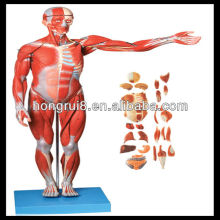 ISO Muscles of male with internal organ,muscles anatomy model